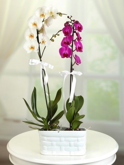 Beyaz mor orkide